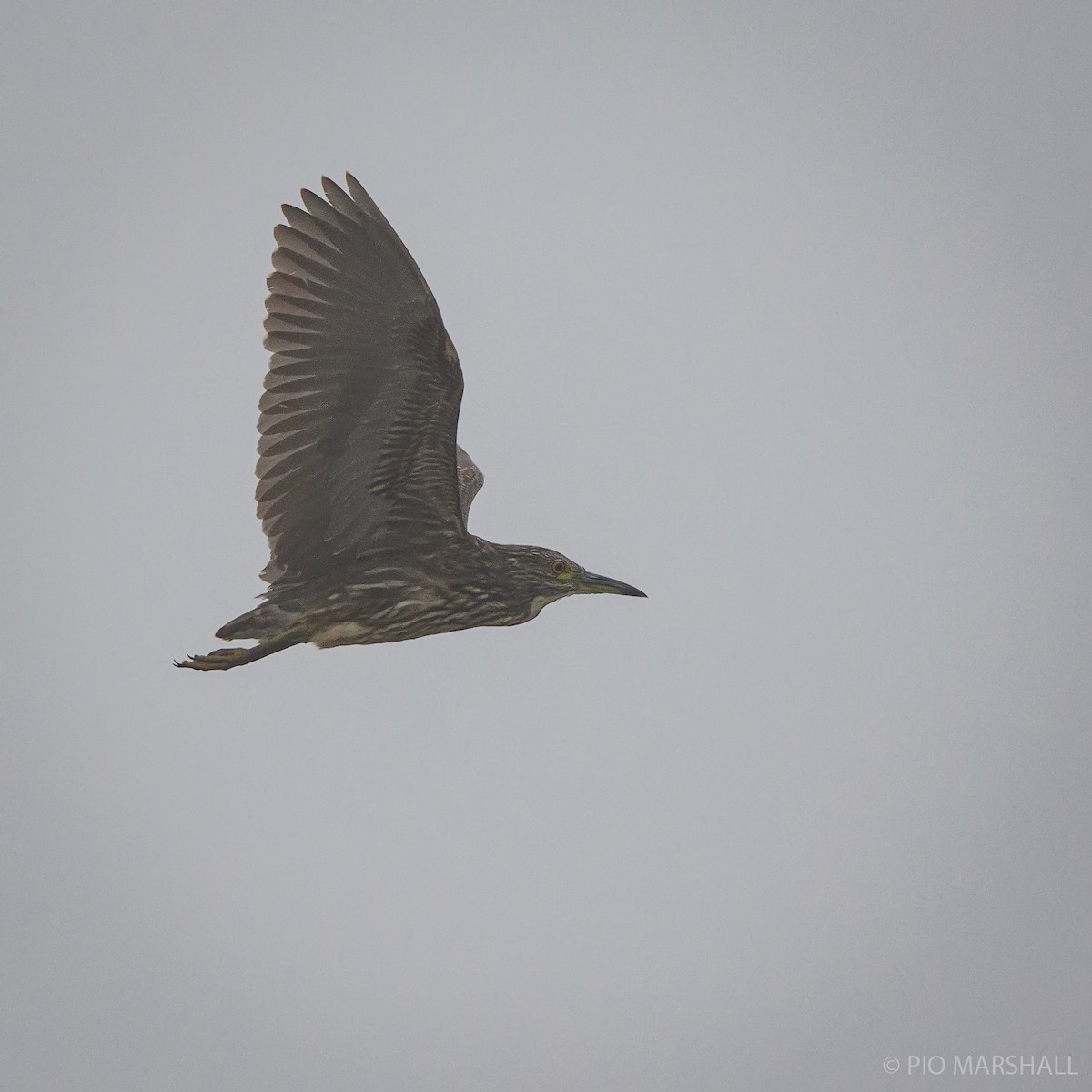 Black-crowned Night Heron - ML364101401