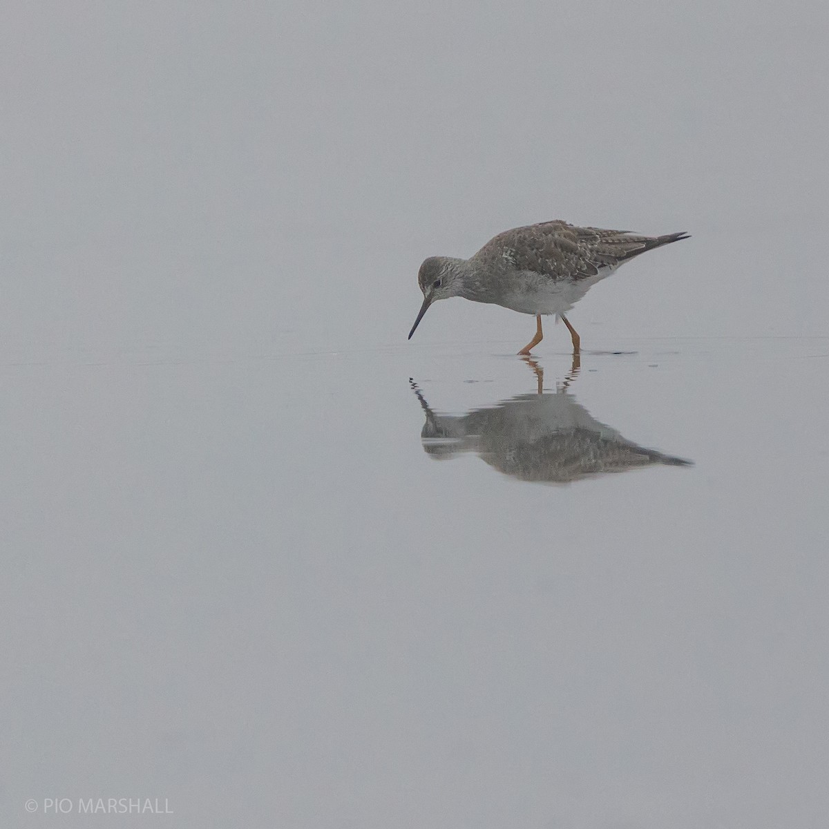 Lesser Yellowlegs - Pio Marshall