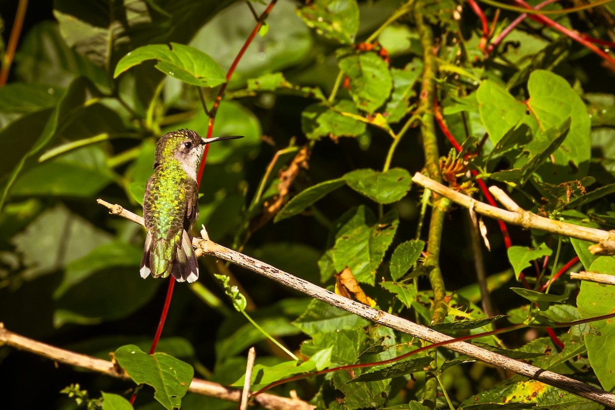 Ruby-throated Hummingbird - Isaac Howell