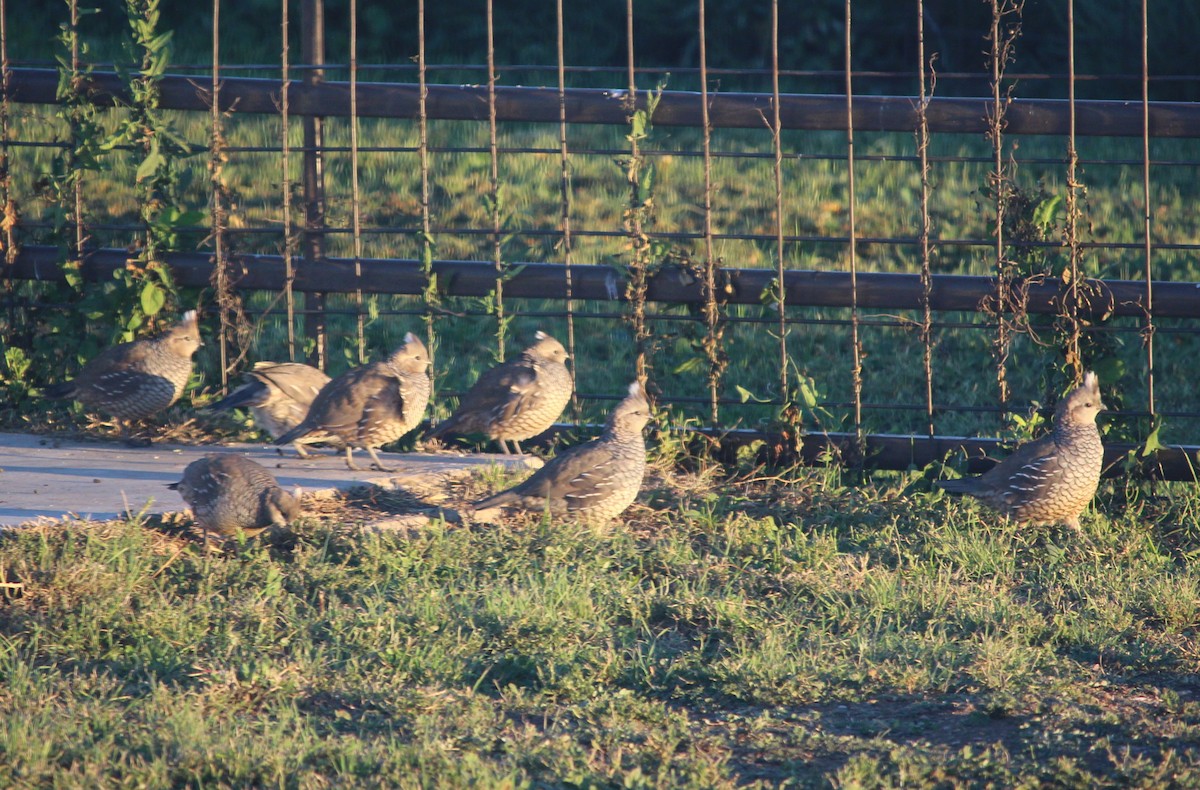 Scaled Quail - ML36410241