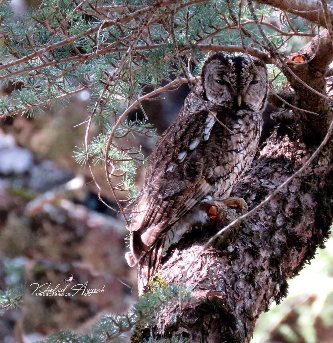 Maghreb Owl - khaled Ayyach