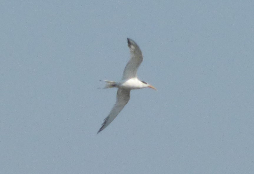 Elegant Tern - ML364102701