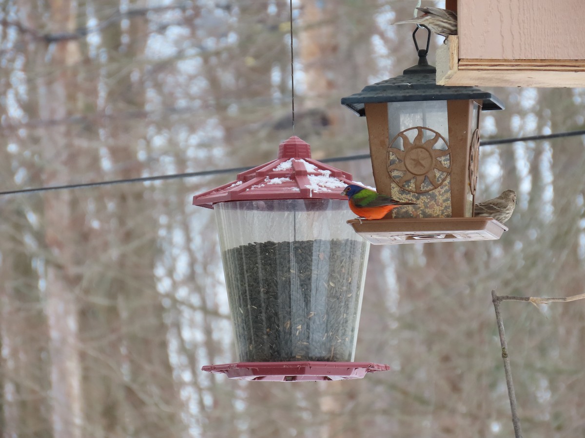 Painted Bunting - ML364102831