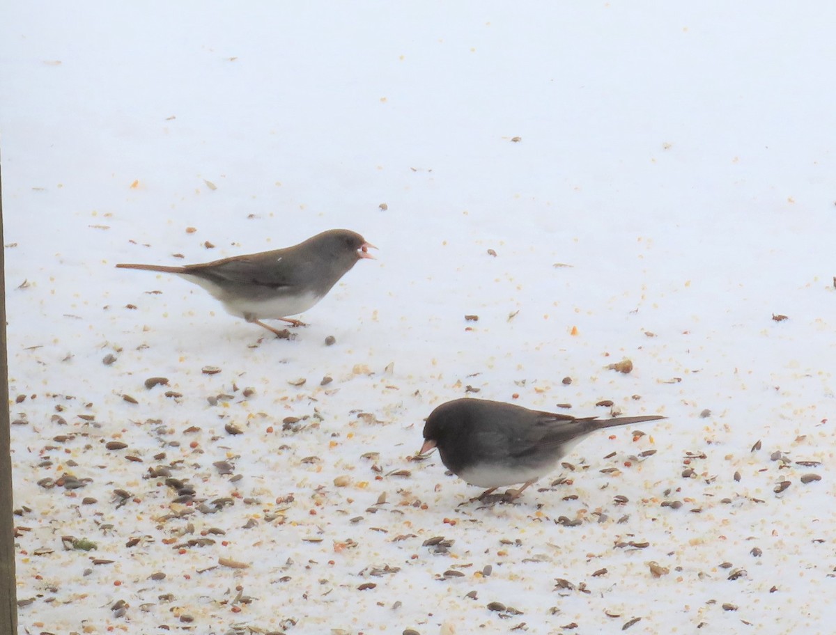 Dark-eyed Junco - ML364102911