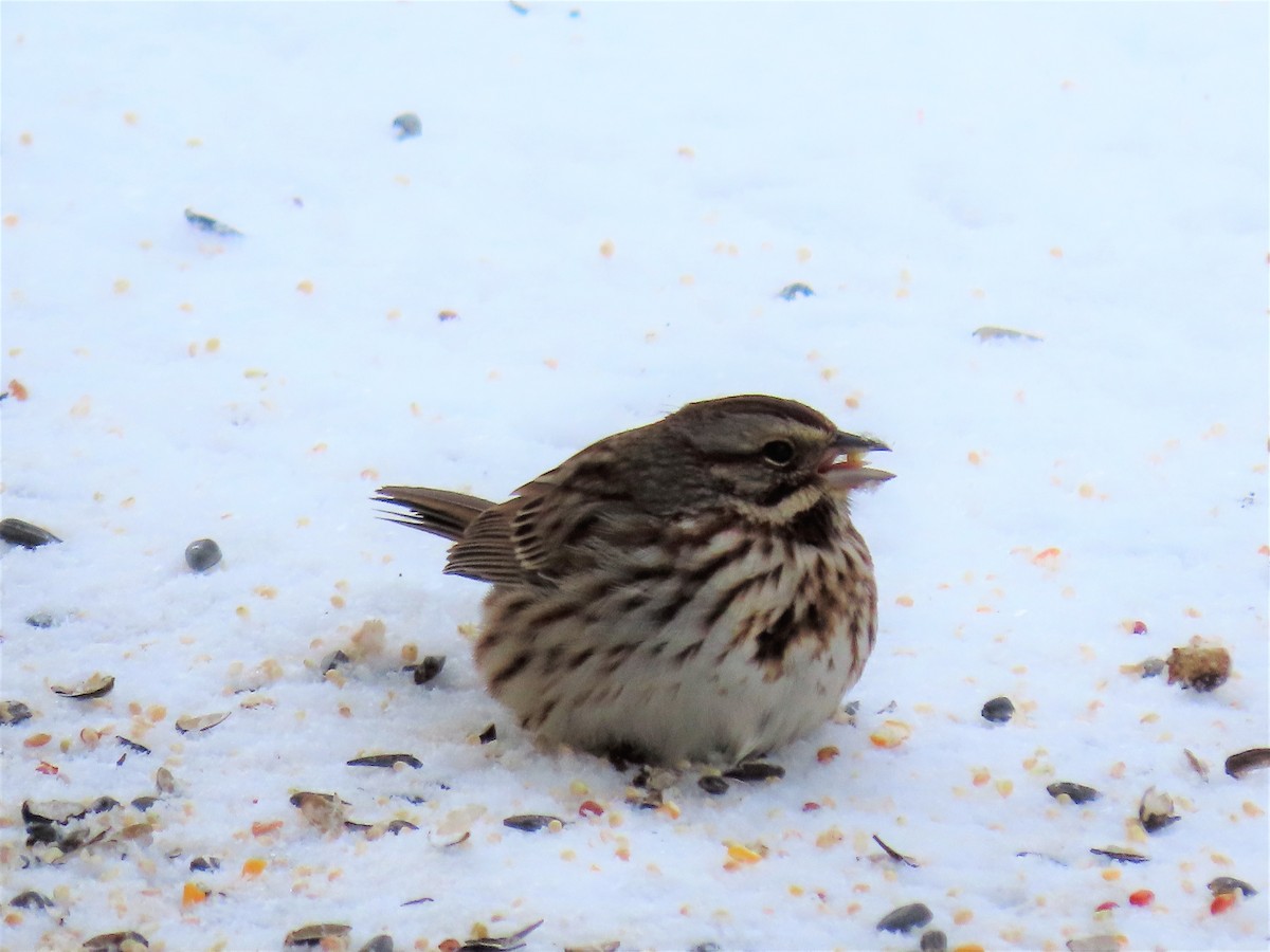 Song Sparrow - ML364102941