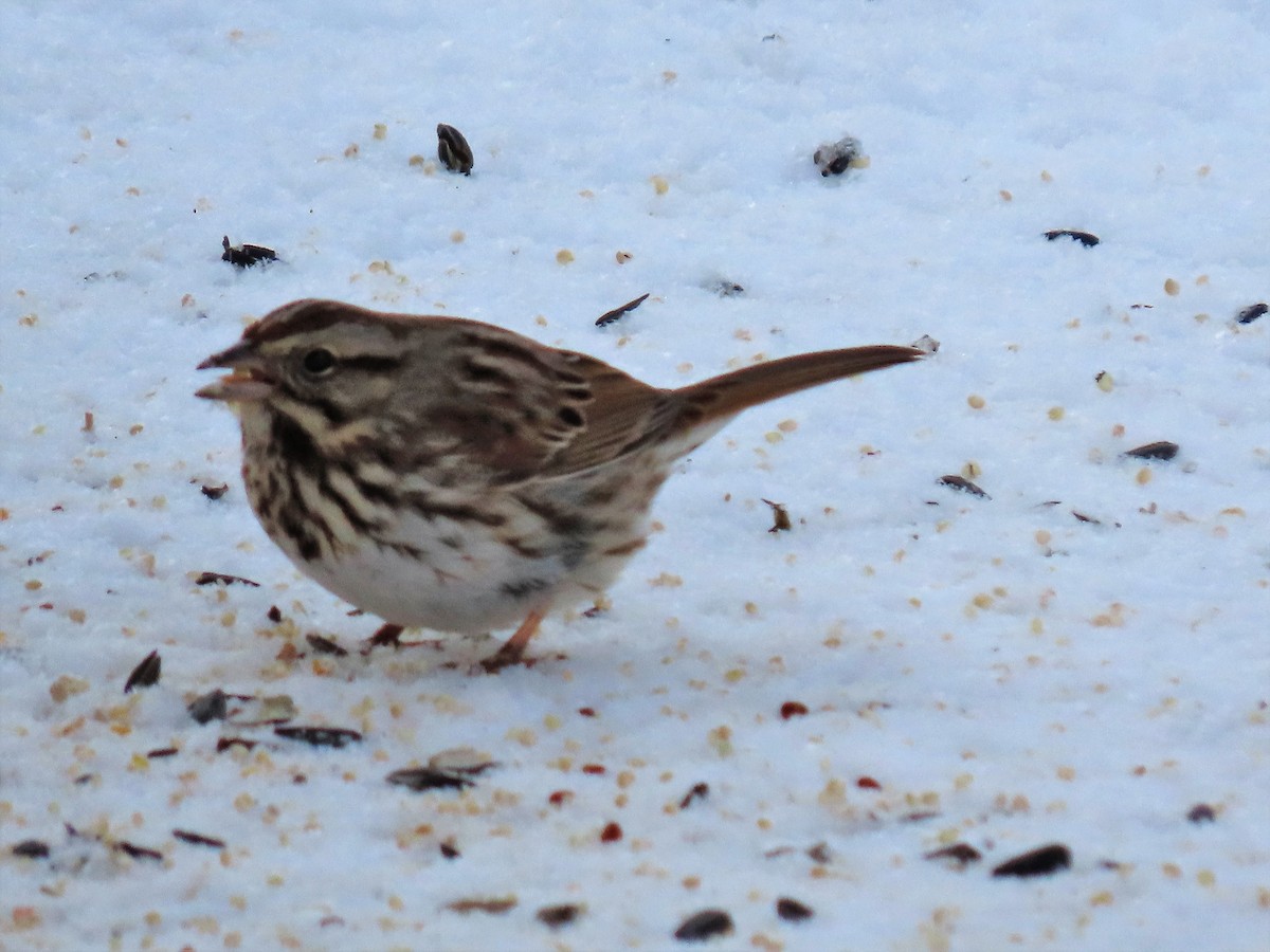 Song Sparrow - ML364103131