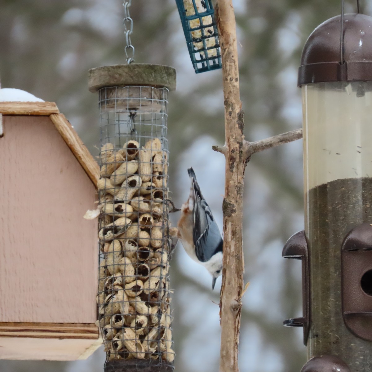 White-breasted Nuthatch - ML364103421