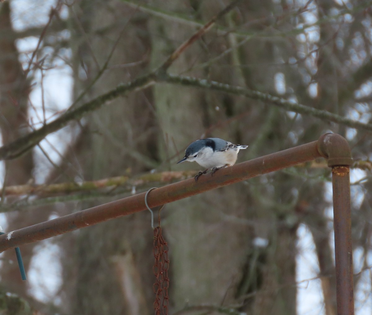 White-breasted Nuthatch - ML364103481