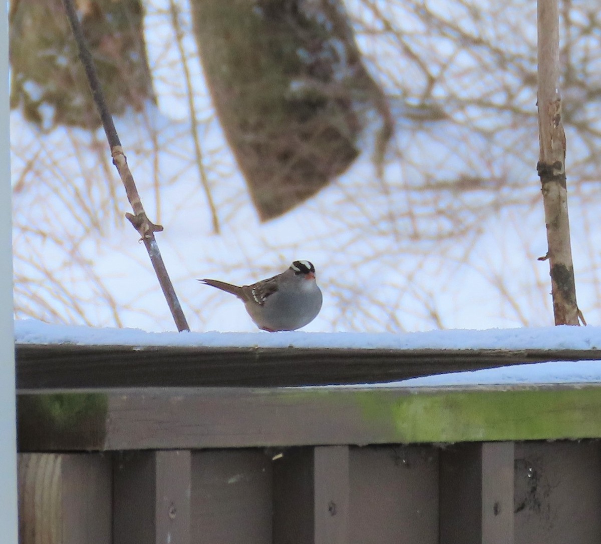 White-crowned Sparrow - ML364103651