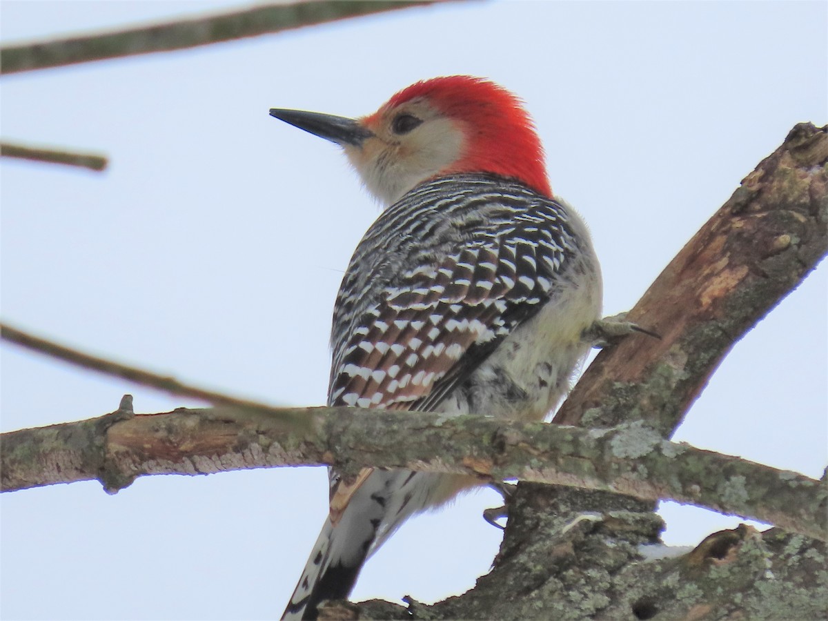 Red-bellied Woodpecker - ML364103771