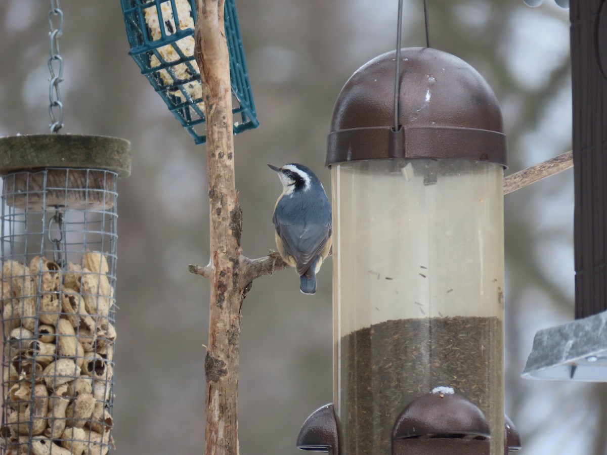 Red-breasted Nuthatch - ML364103911