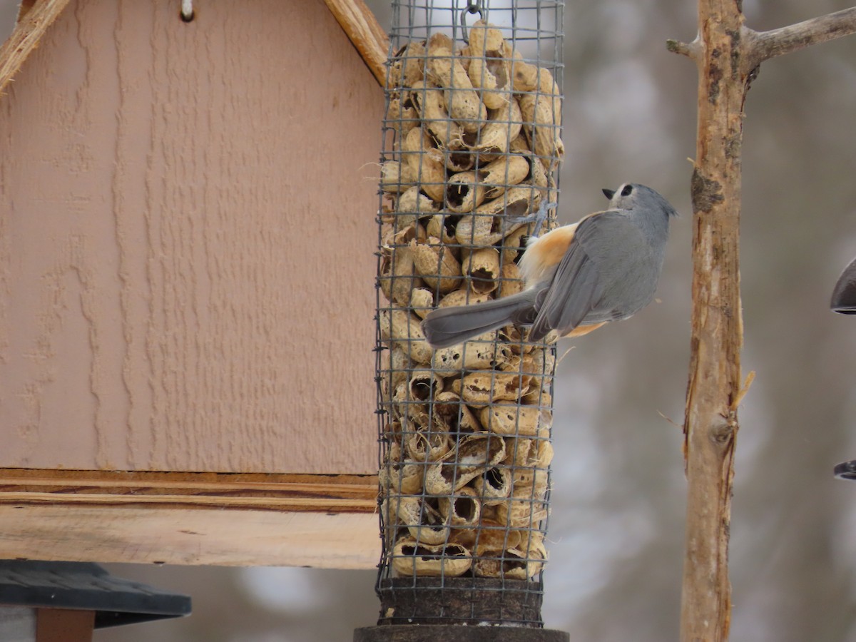 Tufted Titmouse - ML364104021