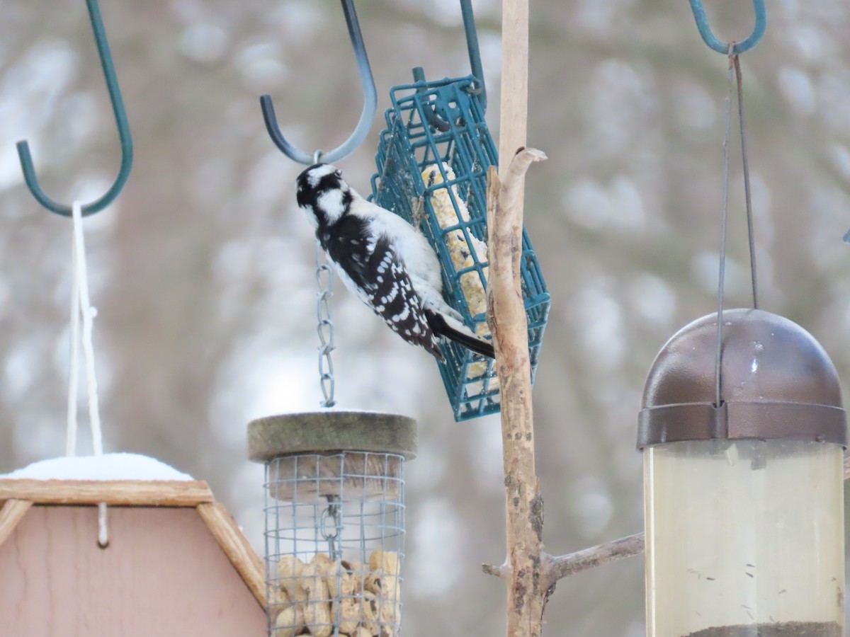 Downy Woodpecker - ML364104371