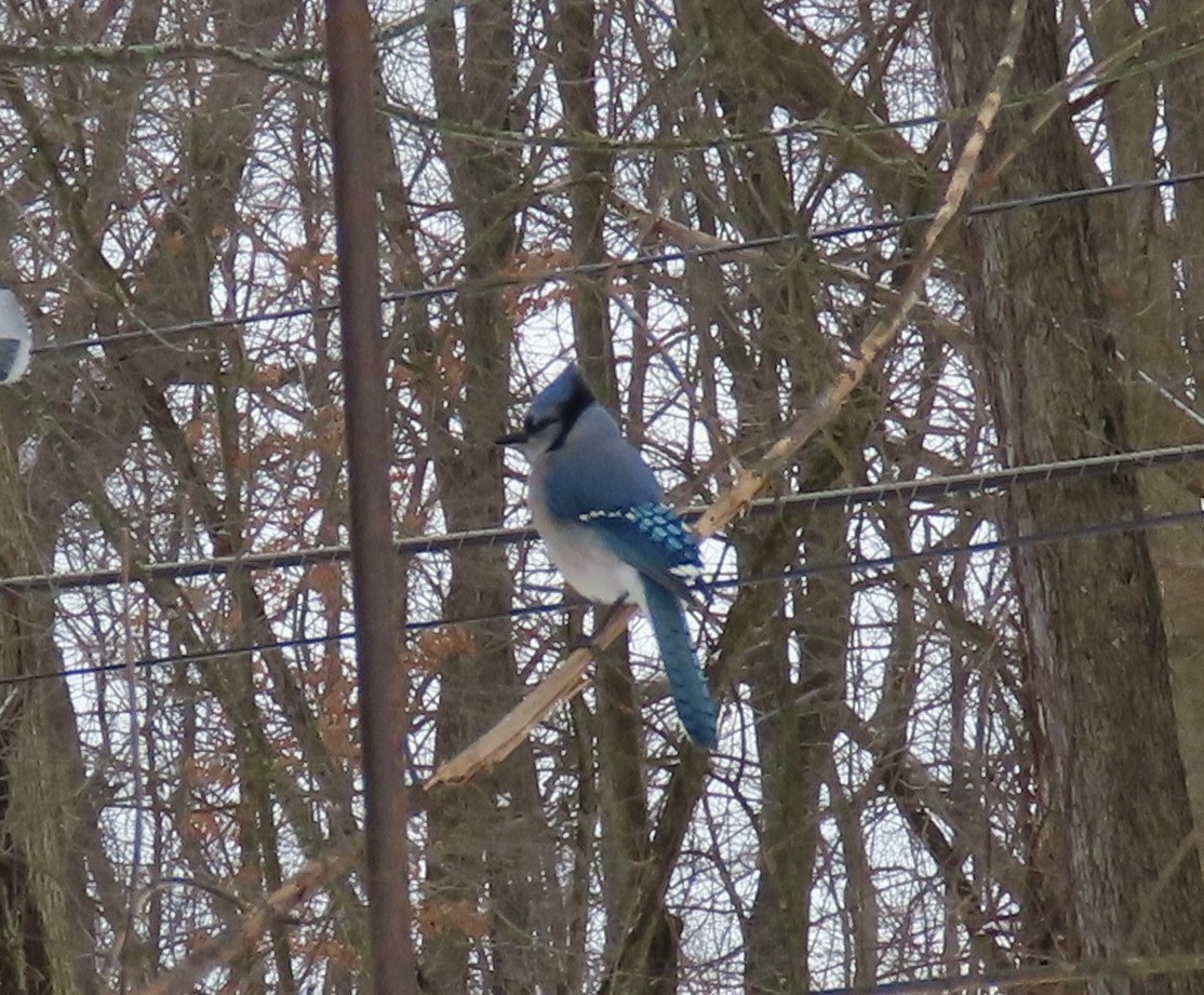 Blue Jay - ML364104391