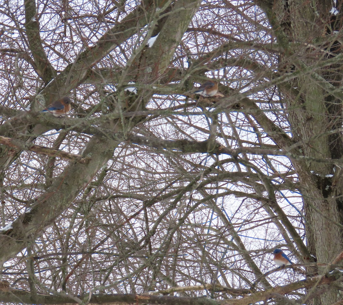 Eastern Bluebird - ML364104641