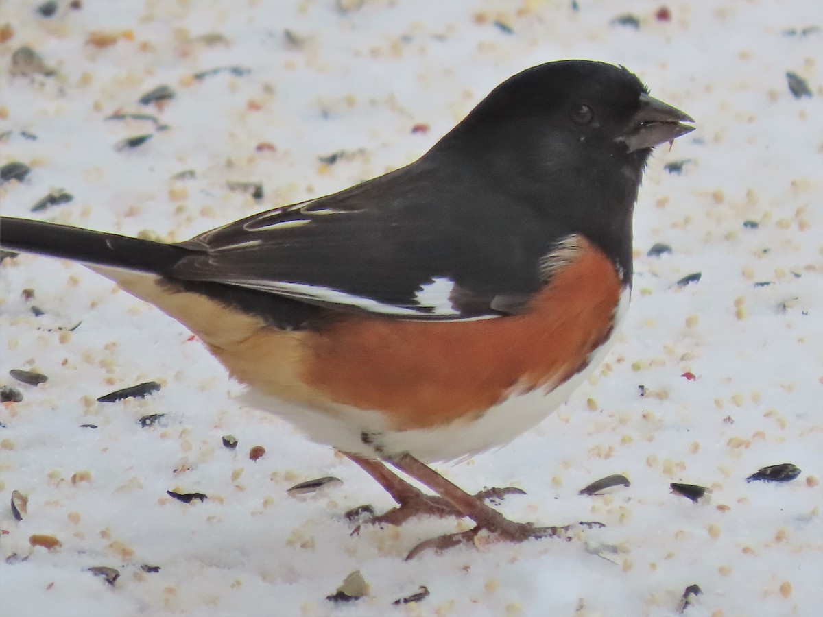 Eastern Towhee - ML364104671