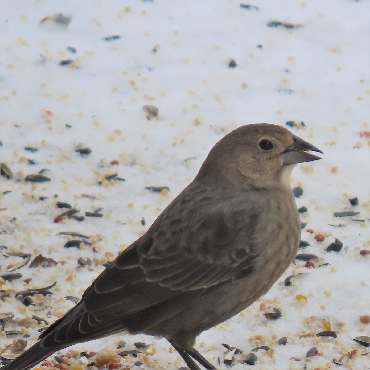 Brown-headed Cowbird - ML364104711