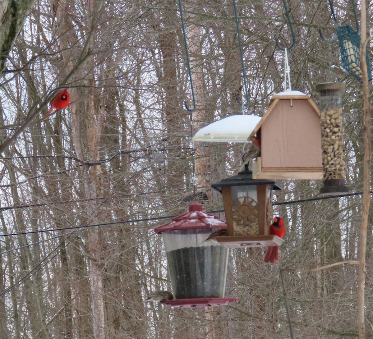 Northern Cardinal - ML364104831