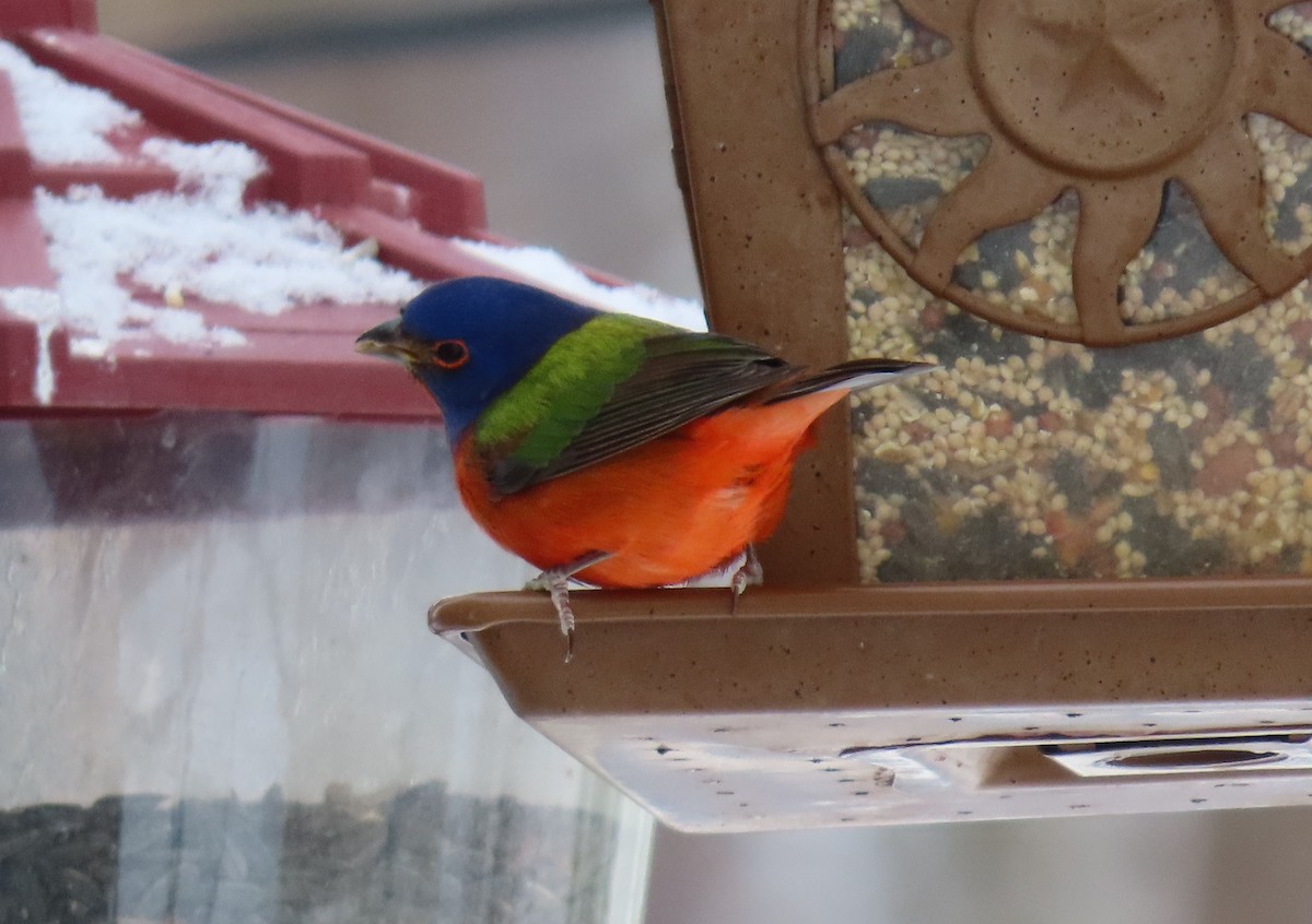 Painted Bunting - ML364105081