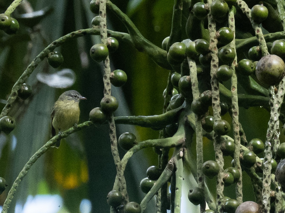 White-fronted Tyrannulet (White-fronted) - ML364105191