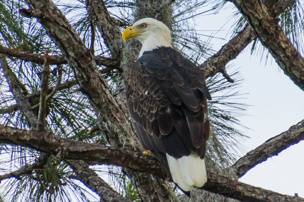 Bald Eagle - Carol Delynko