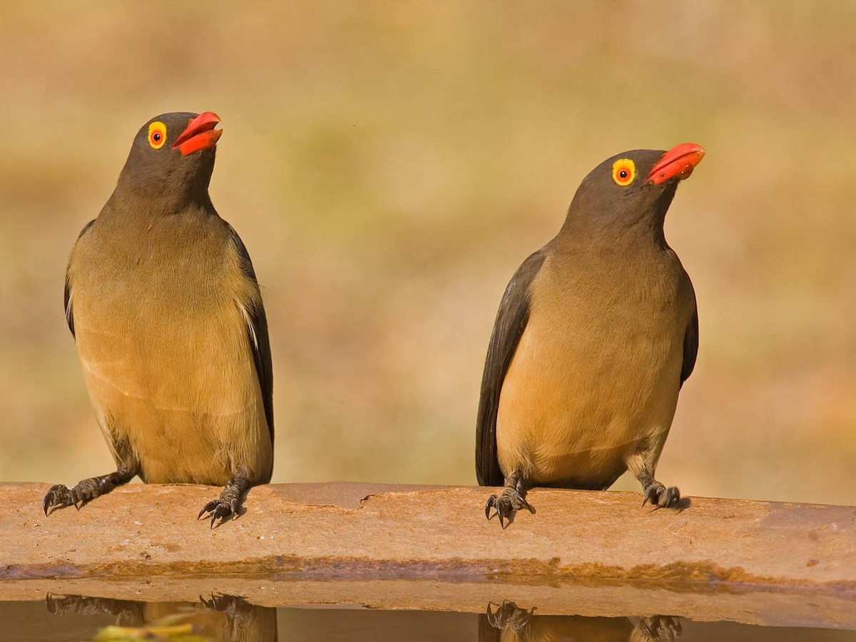 Red-billed Oxpecker - Bruce Ward-Smith
