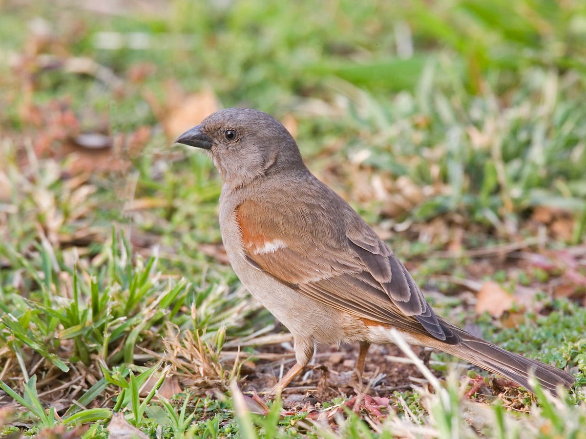 Southern Gray-headed Sparrow - ML364107291