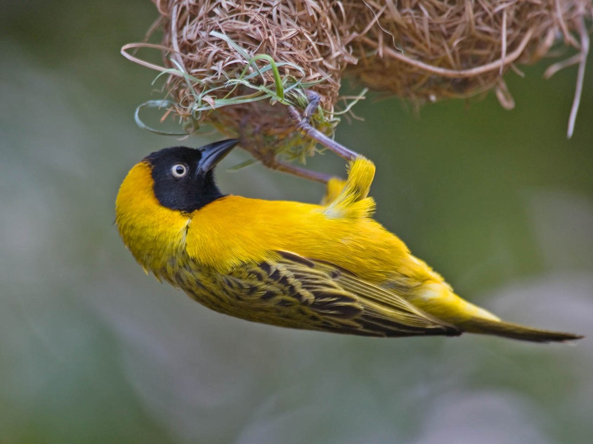 Lesser Masked-Weaver - ML364107791