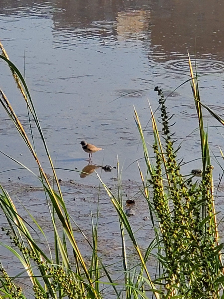 Semipalmated Plover - ML364109071