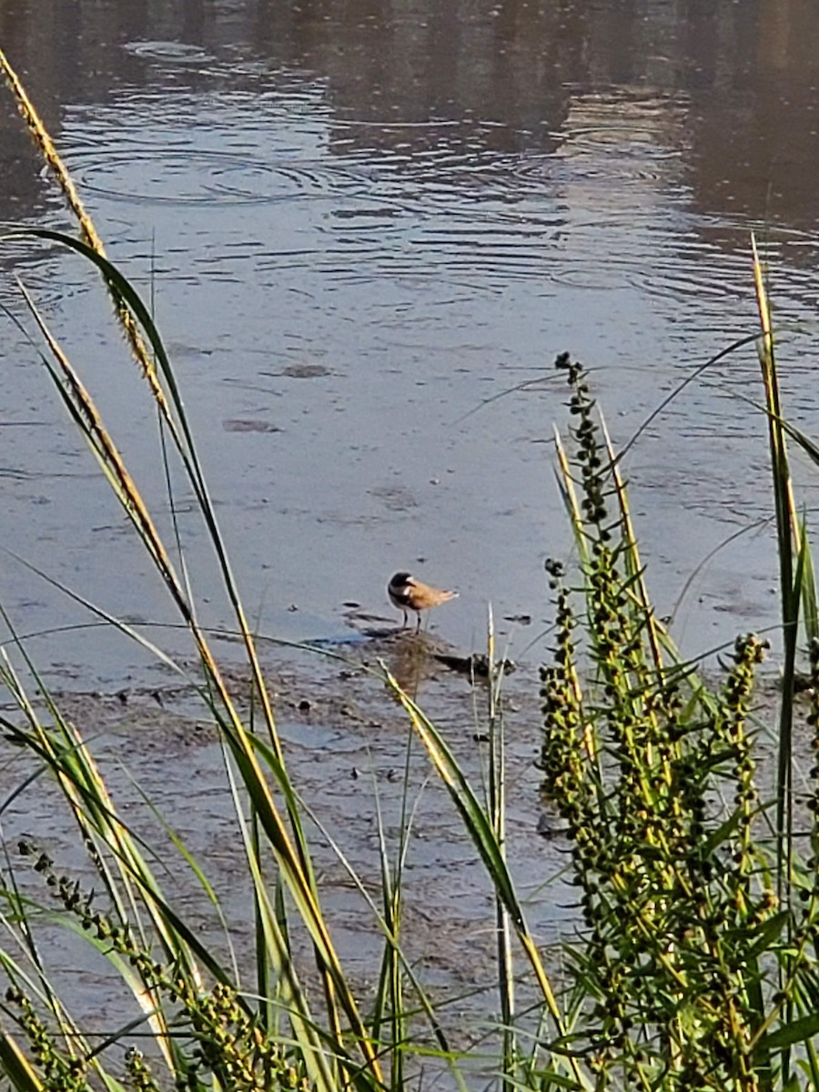 Semipalmated Plover - ML364109081