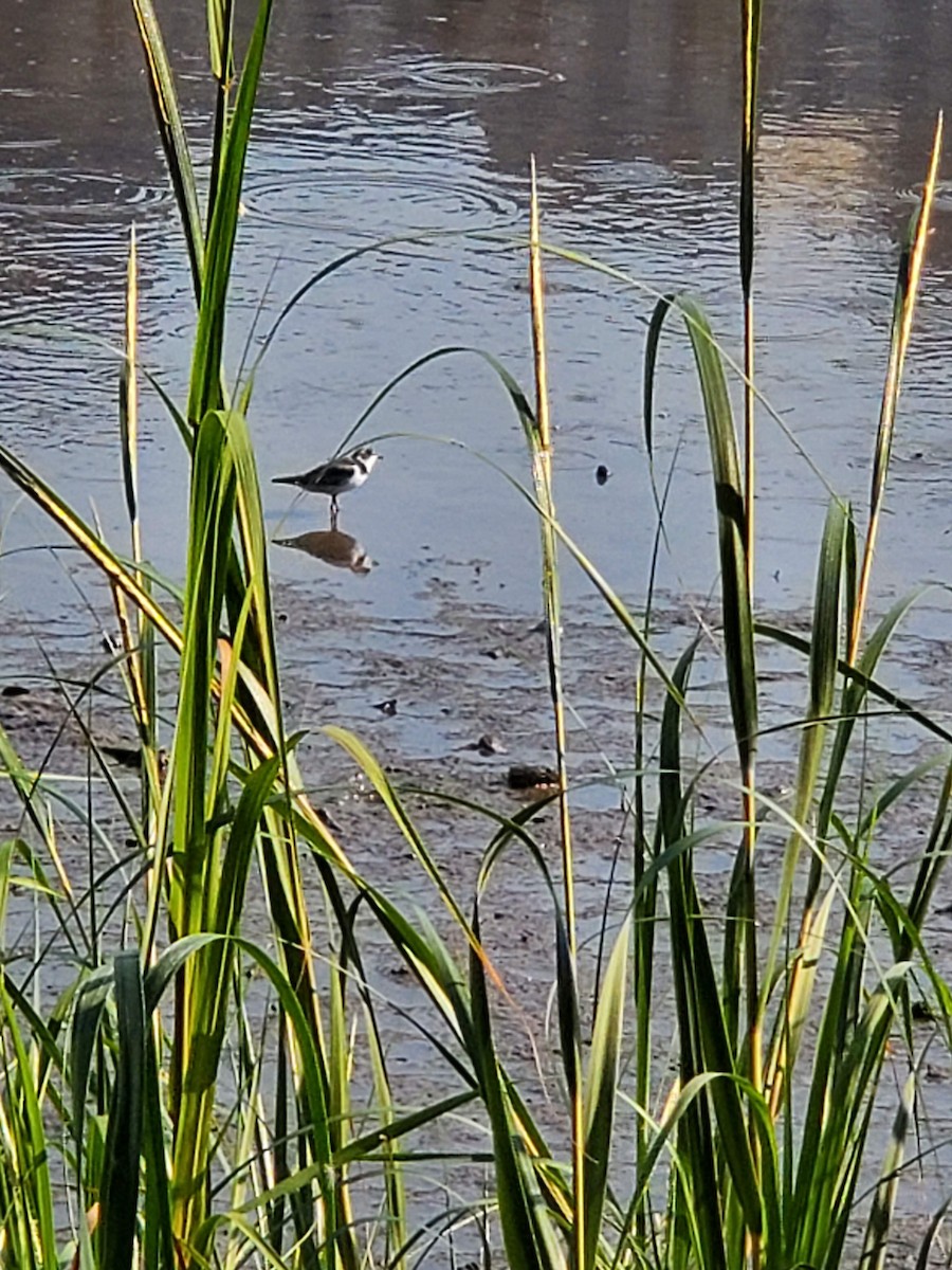 Semipalmated Plover - Hilary Russ