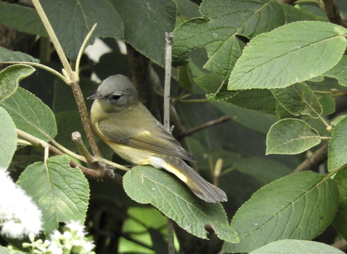 American Redstart - ML364109101