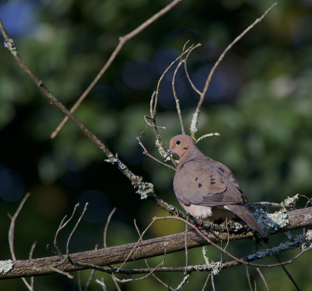 Mourning Dove - ML364109441