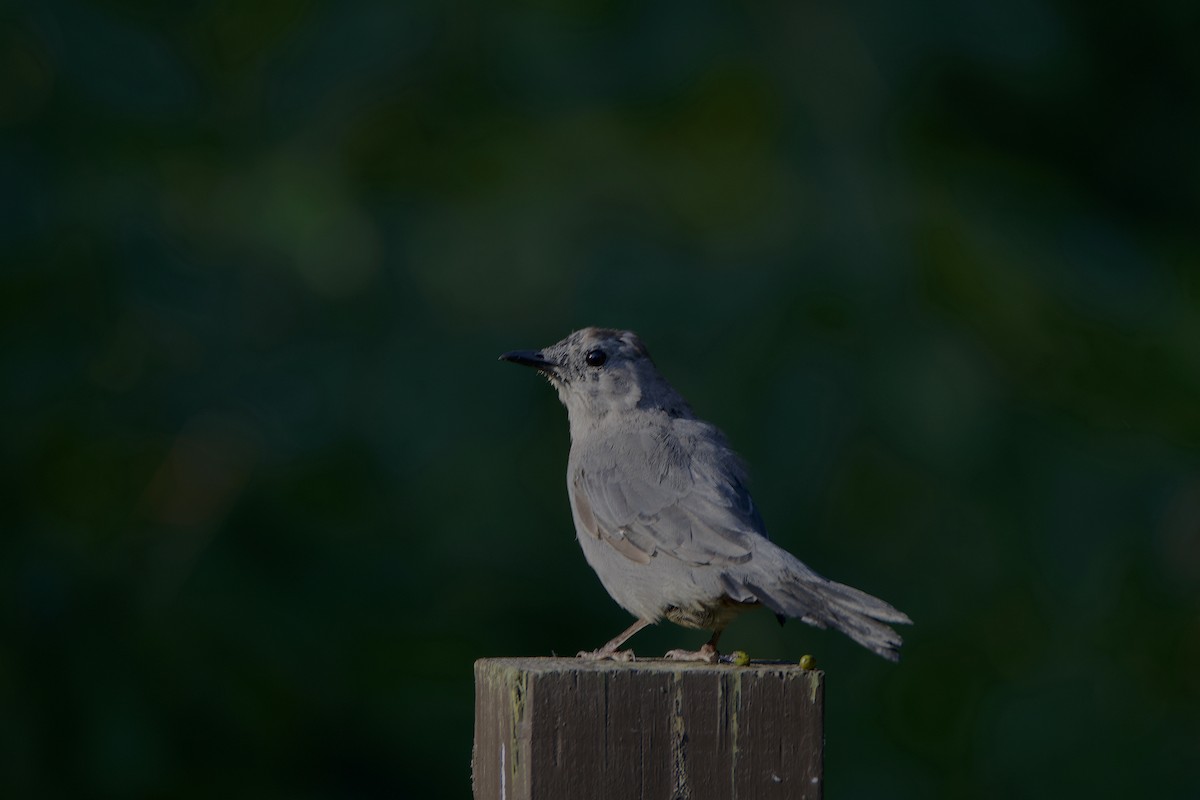 Gray Catbird - ML364109581