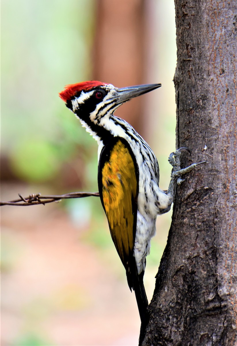 White-naped Woodpecker - Anoop CR
