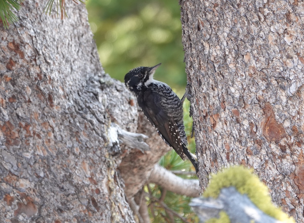 American Three-toed Woodpecker - ML364110951