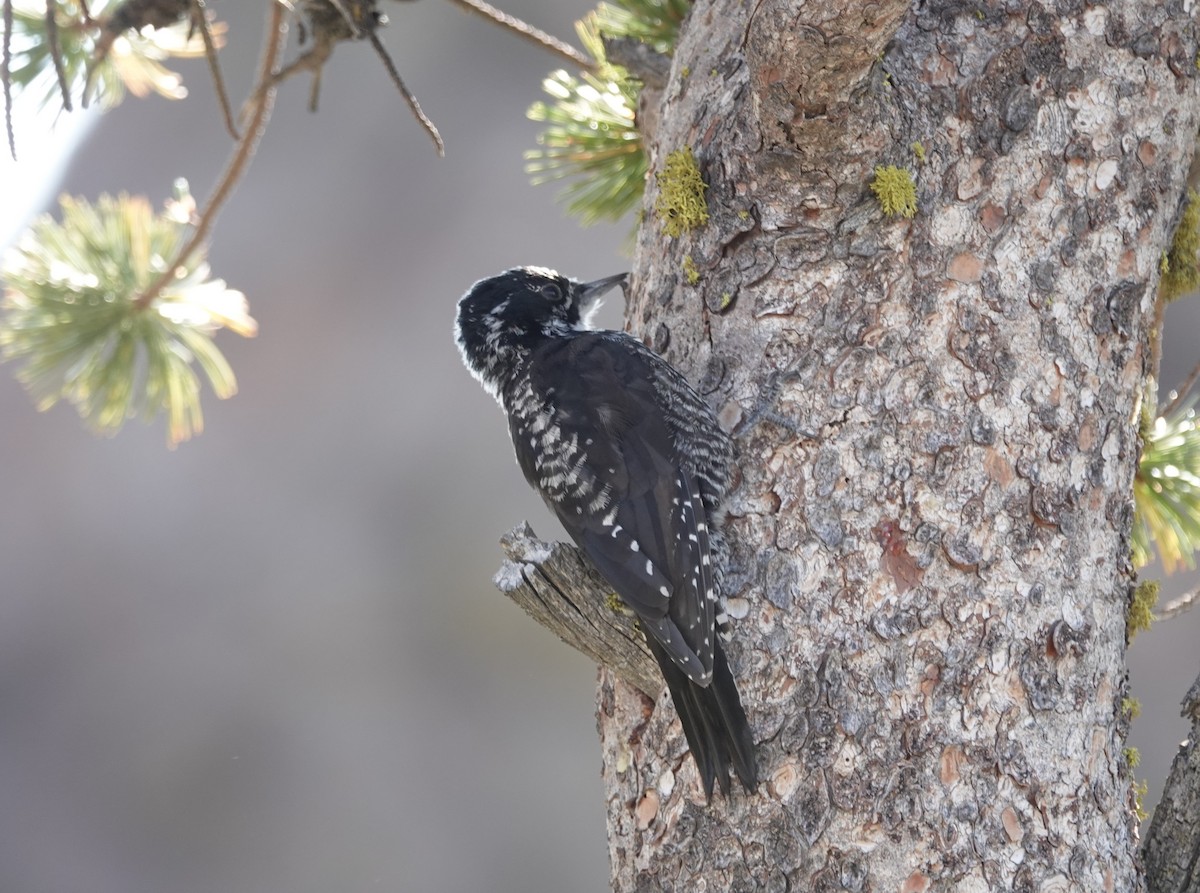 American Three-toed Woodpecker - ML364111011