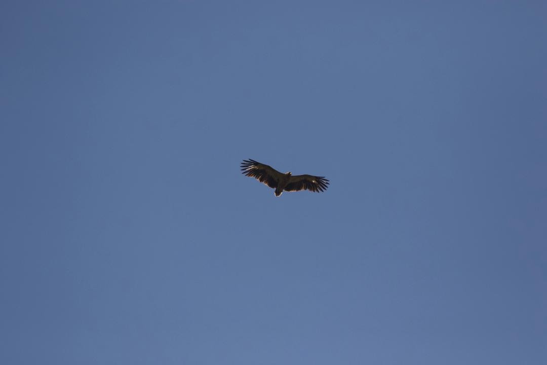 Palm-nut Vulture - ML364111121