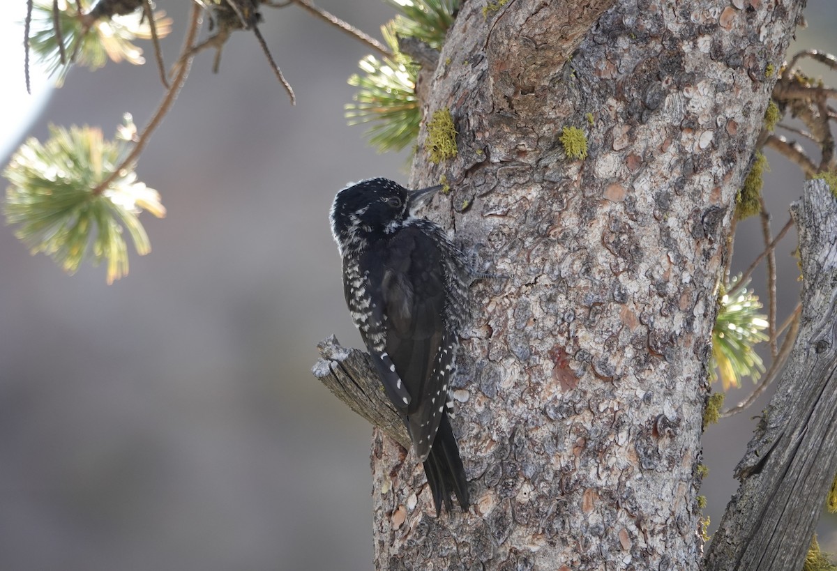 American Three-toed Woodpecker - ML364111141