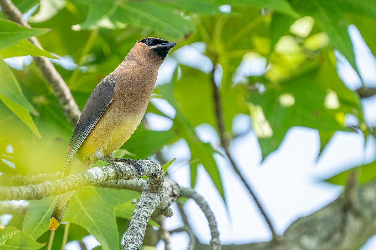 Cedar Waxwing - ML364111901