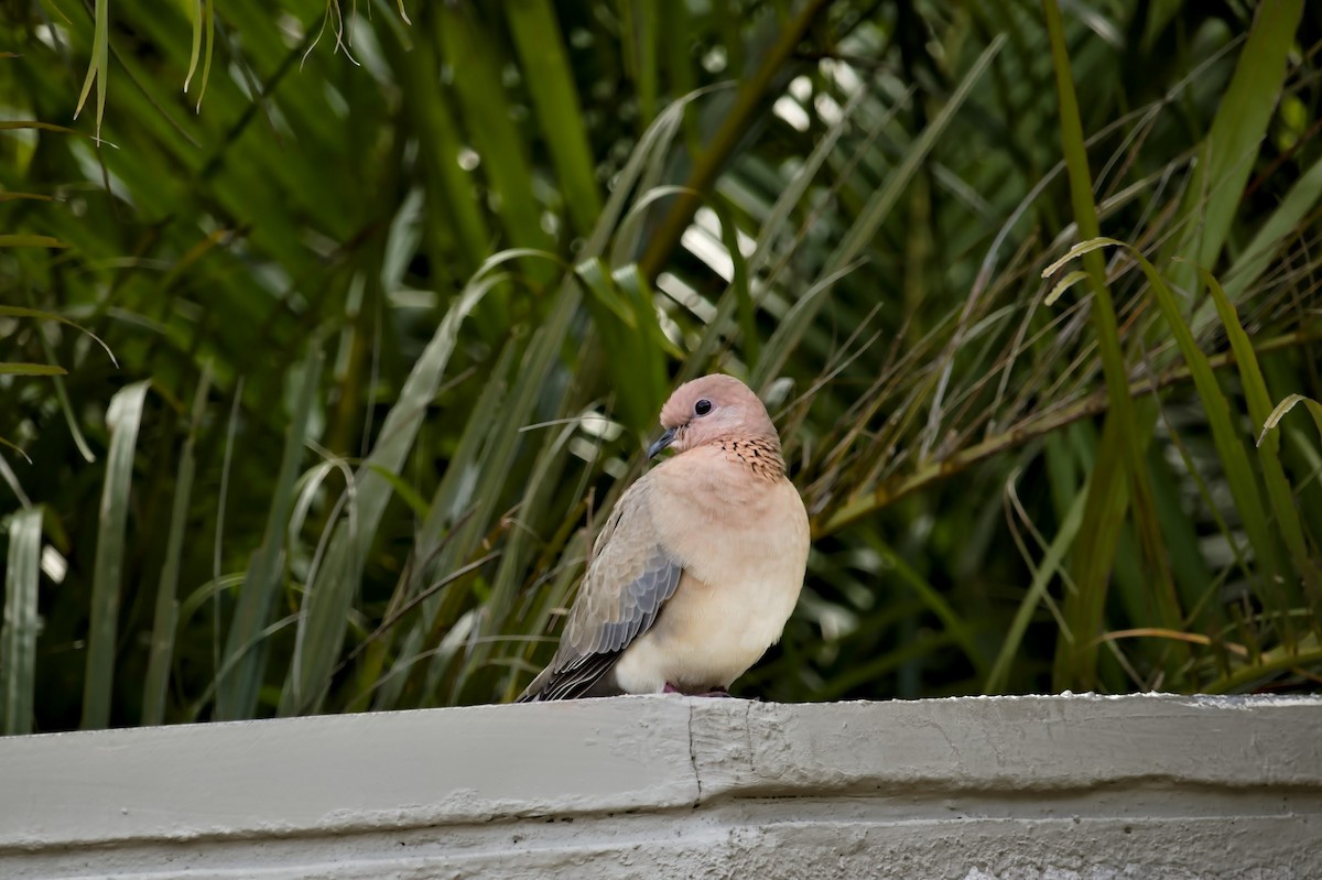 Laughing Dove - ML364112101