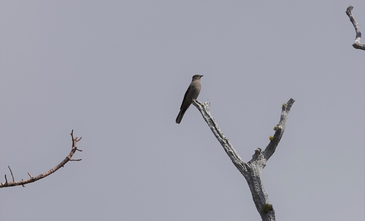 Townsend's Solitaire - Lonnie Somer