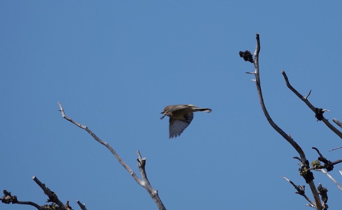 Yellow-rumped Warbler - ML364112401