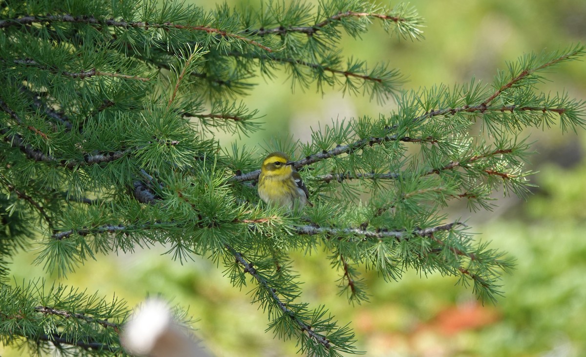 Townsend's Warbler - ML364112671