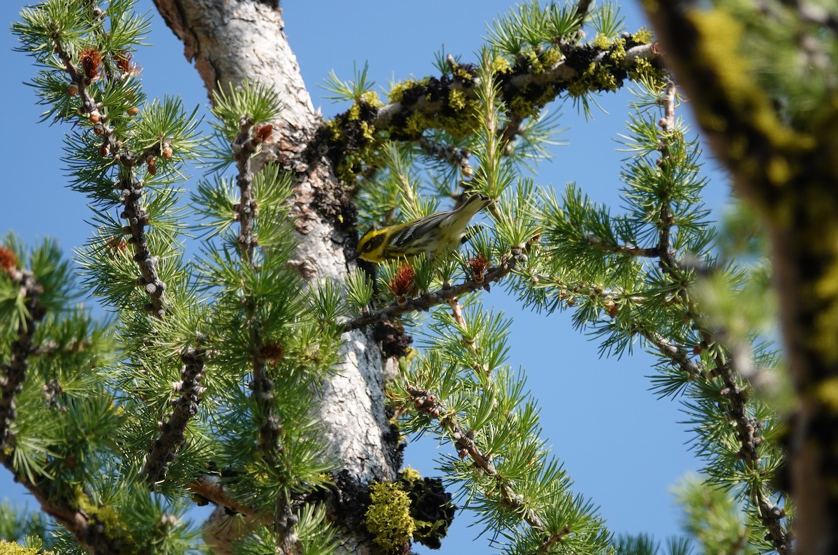 Townsend's Warbler - ML364112721