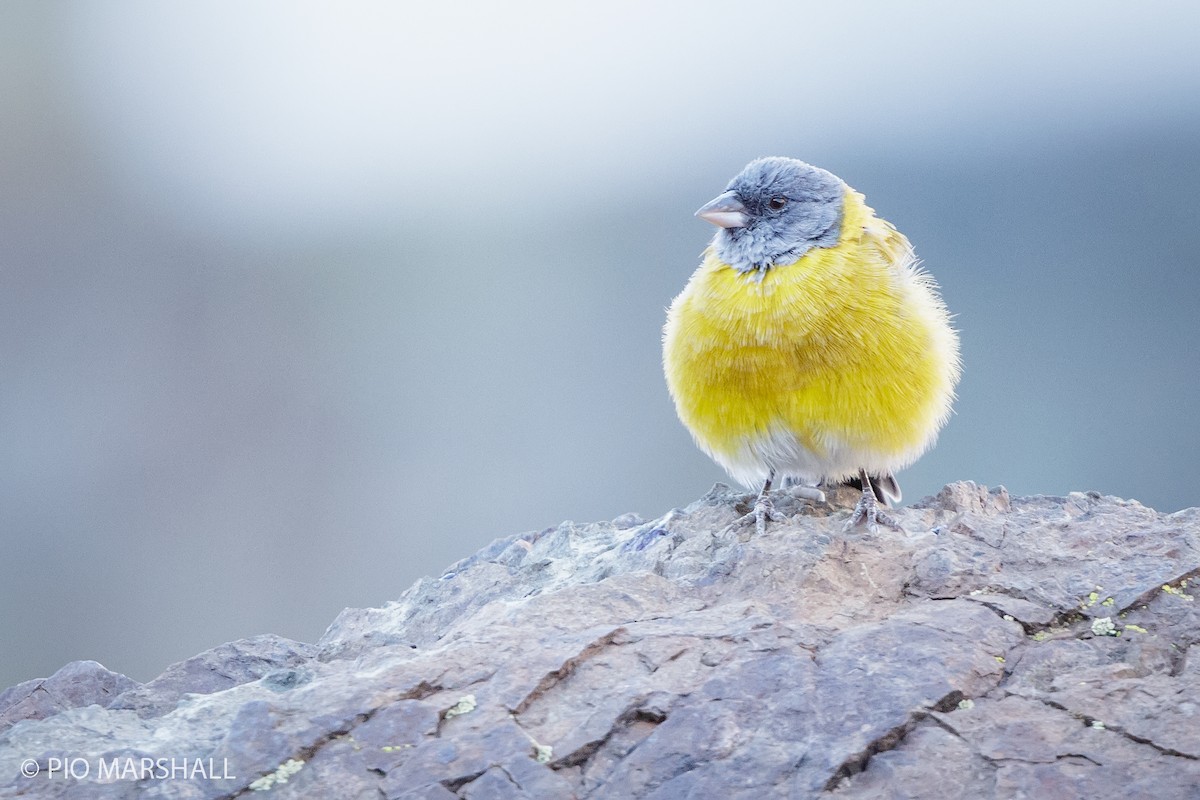 Gray-hooded Sierra Finch - ML364112741