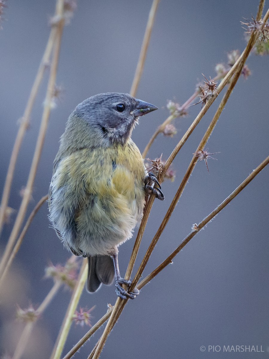 Gray-hooded Sierra Finch - ML364112761