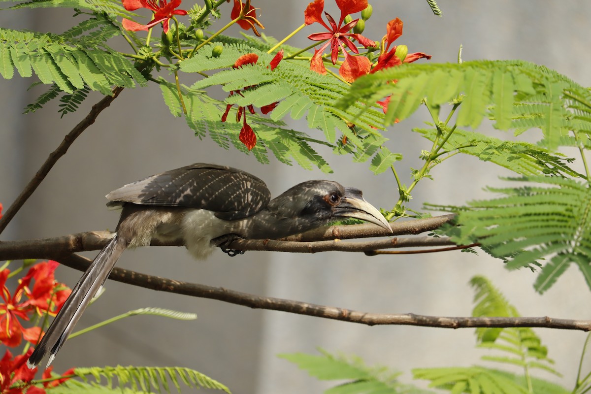 Indian Gray Hornbill - ML364113691