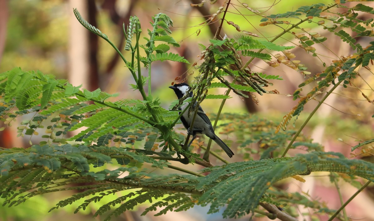 Cinereous Tit - ML364113891