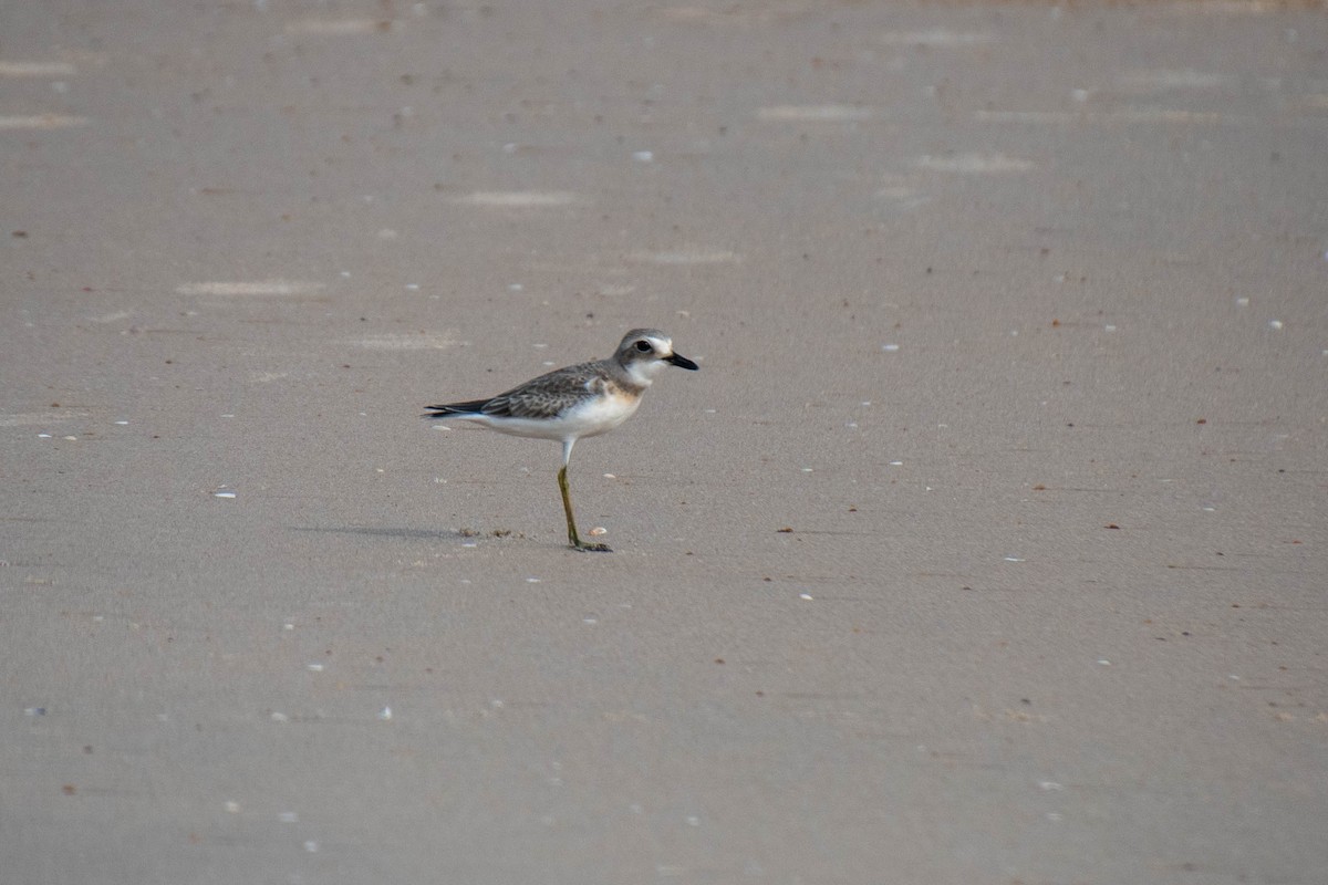 Greater Sand-Plover - ML364113941